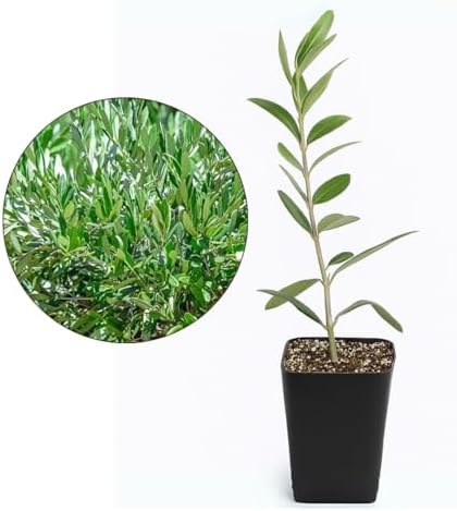 Olive Tree Live Plant, Dwarf Bonsai Starter, Indoor, 2in Pot, 5-Pack - Image 2