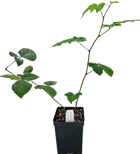 Greenwood Nursery: Live Berry Fruit Plants - Triple Crown BlackBerry from Tissue Culture - [Qty: 3X Quart Pot] - (Click for Other Available Plants/Quantities) by GreenwoodNursery