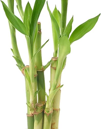 Arcadia Garden Products LV25 5-Stem Lucky Bamboo, Live Indoor Plant in Aged Wood Planter for Home, Work, or Gift, Dark ***Cannot Ship to Hawaii** - Image 4