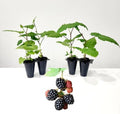 BlackBerry Plants Triple Crown Live for Sale (4 Pack) | Easy to Grow Plants | Edible Fruit Plant for Sustainable Living | Grow Your own Food on Your Edible Organic Garden| Live for Planting| by FamPlants