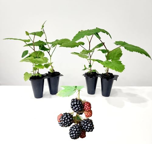 BlackBerry Plants Triple Crown Live for Sale (4 Pack) | Easy to Grow Plants | Edible Fruit Plant for Sustainable Living | Grow Your own Food on Your Edible Organic Garden| Live for Planting| by FamPlants