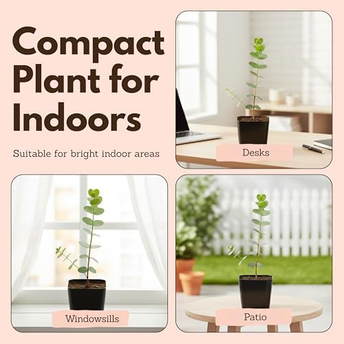 Spiral Gray Eucalyptus Bonsai Tree, Baby Blue EucalyptusPlant 2 Inch Pot (3) - Image 5