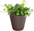 Live Hahn's Green Ivy Plant, Vining Indoor Plant, 6" Pot by ThorsensGreenhouse