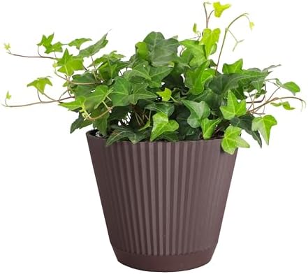 Live Hahn's Green Ivy Plant, Vining Indoor Plant, 6" Pot by ThorsensGreenhouse