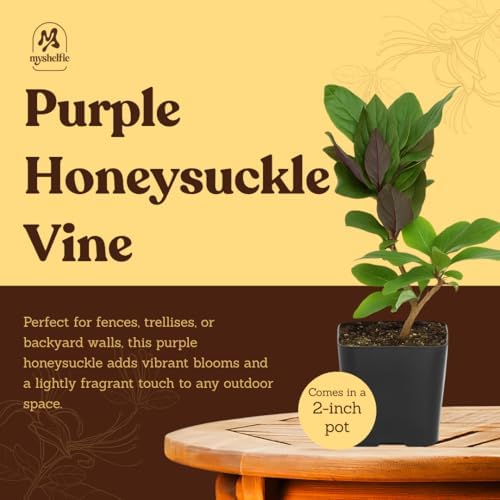 Purple Honeysuckle Plant Live, Fragrant Lonicera Japonica, 2in Pot, 2-Pack - Image 5