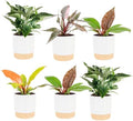 Costa Farms Philodendron, Live Indoor Plant, Tropical Houseplant by Unknown