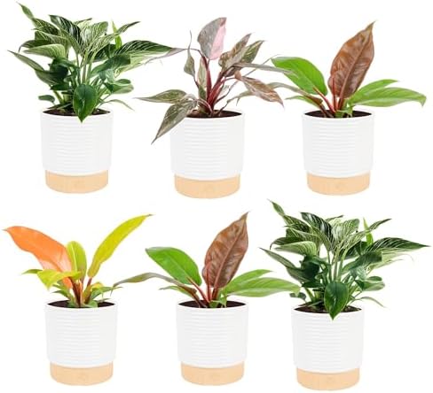 Costa Farms Philodendron, Live Indoor Plant, Tropical Houseplant by Unknown