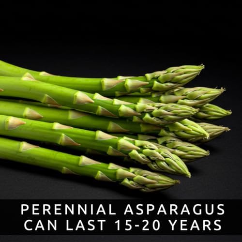 Millennium Asparagus Crowns 12 Pack | 2 Year Bare Root Live Plants | High Yield Cold Hardy Perennial Vegetable Roots | Premium Green Asparagus Garden Starter Crowns - Image 4