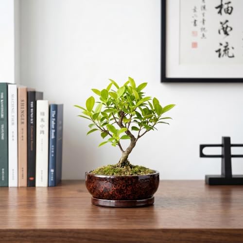 6 Inch Ceramic Succulent Planters with Saucer, Red Leopard - Image 7