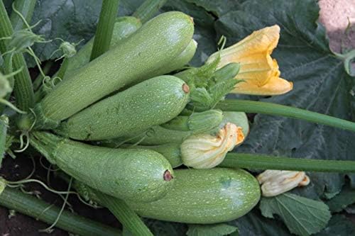 Seeds Zucchini Bush Type White Heirloom Vegetable Non GMO - Image 6