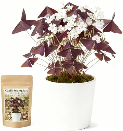10 Bulbs Oxalis Triangularis, Purple Shamrocks Flowers for Home Garden Indoor Outdoor Planting, Easy Care by Unknown