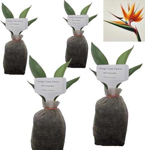 Daisy Ship Bird of Paradise Orange - Strelitzia Reginae - 4 x 2 inch Bags by DaisyShip