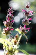 Hummingbird Sage 32 Live Plants (Salvia spathacea) – Native California Fragrant Groundcover for Shade Gardens, Drought Tolerant Perennial Flowers, Pollinator Friendly Landscaping by MyHomePark