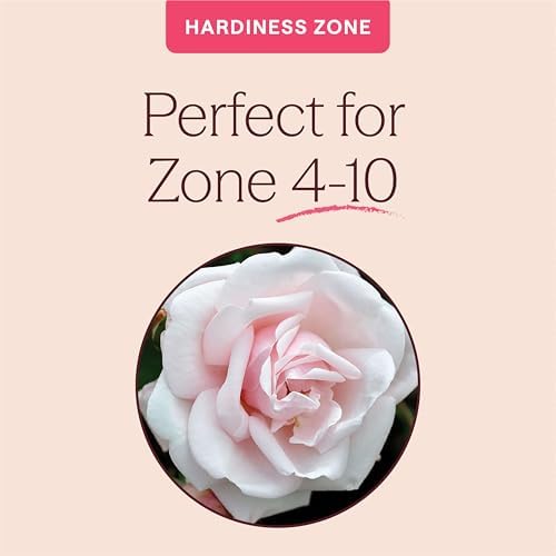 Heirloom Climbing Roses, Live Own Root Plant, New Dawn™ - Image 5