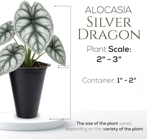 Alocasia Silver Dragon (4 Pack) Live Plant,Rare Indoor Alocasia,Silver Foliage Elephant Ear Plant,Tropical Houseplant Live, Starter Size Alocasia Plant,Houseplant for Home Decor and Indoor Growing - Image 4