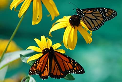 Black Eyed Susan Seeds for Planting, 1 Ounce, Giving You Beautiful Black Eyed Susan Flowers, Non-GMO, Heirloom Seed Varieties… (Pack of 3) - Image 2