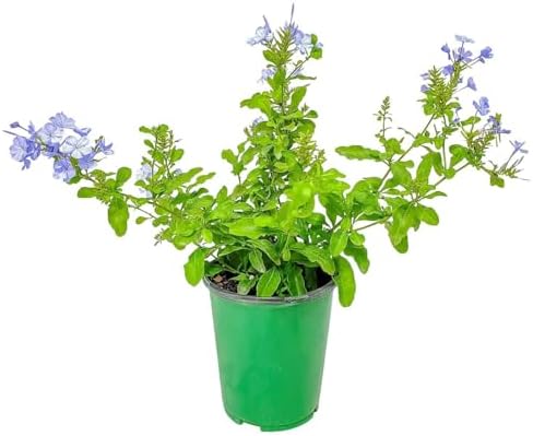 Blue Plumbago Plant – 1 Gallon, 14” to 16” Tall – Live Flowering Shrub for Gardens & Containers – Thrives in Full Sun – Deer-Resistant & Pollinator-Friendly – Low Maintenance by TropicalPlantsofFlorida