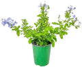 Blue Plumbago Plant – 1 Gallon, 14” to 16” Tall – Live Flowering Shrub for Gardens & Containers – Thrives in Full Sun – Deer-Resistant & Pollinator-Friendly – Low Maintenance by TropicalPlantsofFlorida