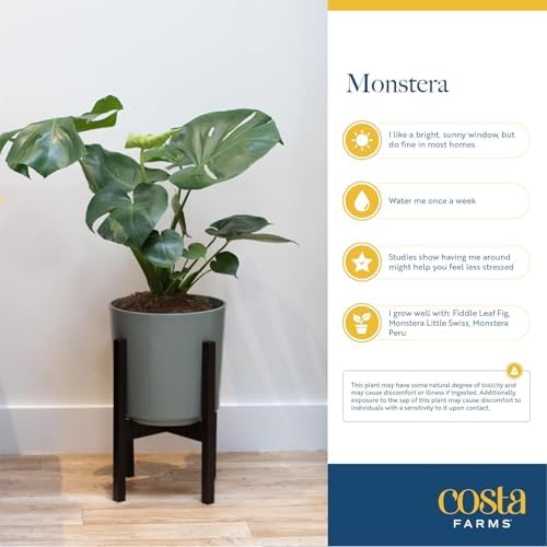 Costa Farms Monstera, Live Indoor Plant, Tropical Plant, Home Decor - Image 6