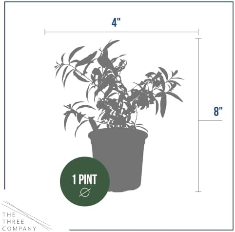 Herb - Lemon Verbena (4 Pack), Live Edible Herb, Herbal Tea, Lemon Aroma - Image 4