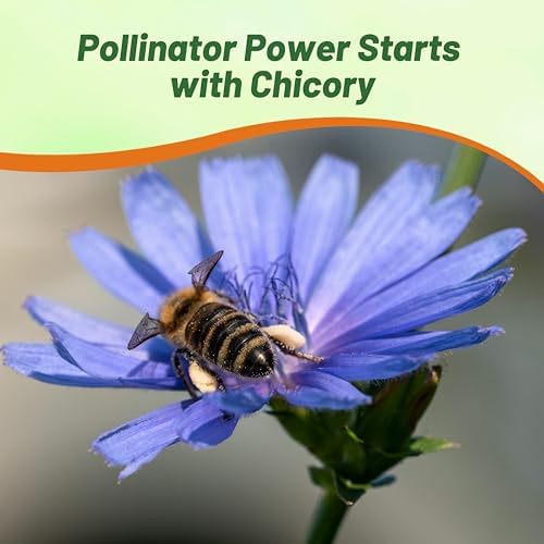 Outsidepride Chicory Seeds for Planting - 5000 Pcs Perennial, Easy to Grow & Drought Tolerant, Flower Seeds with Clustered Pastel Blue Blooms for Garden Pastures & Wildflower Meadows - Image 6
