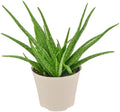 Arcadia Garden Products Live Aloe Vera Succulent Easy Indoor Houseplant in Plastic Pot, Air Purifying Ornamental Plant Gift for Home and Garden Décor, 6 Inch by Unknown
