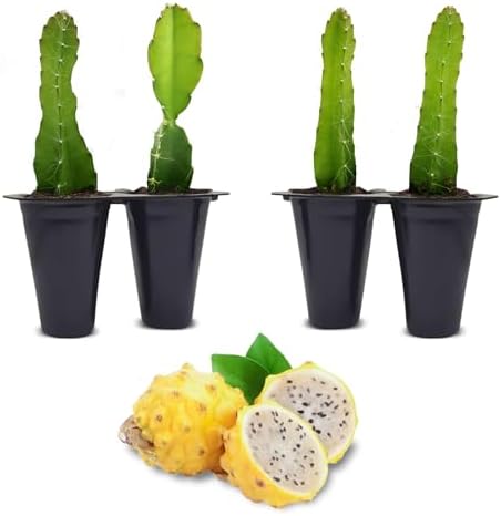 Dragon Fruit Yellow Dragon (4 Pack) | Real Live Fruit Plants for Sale | Rare Exotic Variety | Sweet Edible Fruit | Easy to Grow Live Plants for Organic Gardens by FamPlants