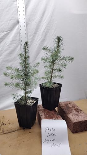 Colorado Blue Spruce Tree in a Nursery Pot. Picea pungens. Great for Ornamental Landscaping and Bonsai - Image 5