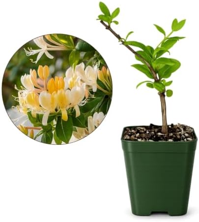 Honeysuckle Plant Live, White Fragrant Japanese Climbing, 2in Pot, 3-Pack - Image 2