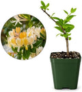 Honeysuckle Plant Live, White Fragrant Japanese Climbing Vine, 2-Inch Pot by MyShelfie