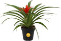 Costa Farms Bromeliad, Live Indoor Plant, Easy Care, Home Decor by Unknown