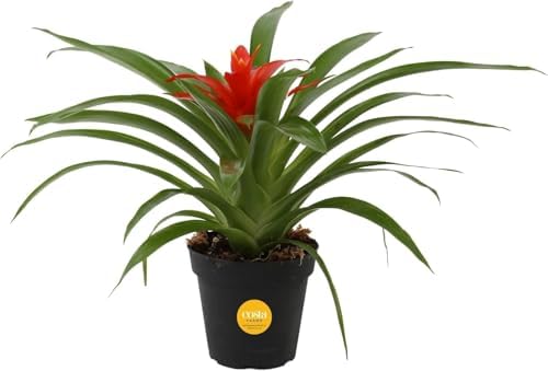 Costa Farms Bromeliad, Live Indoor Plant, Easy Care, Home Decor by Unknown