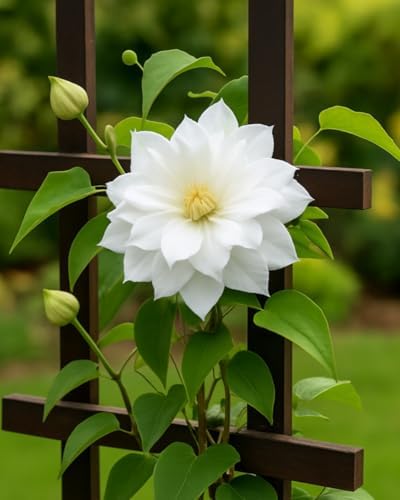 Perennial Farm Clematis 'Duchess of Edinburgh' Hybrid – Live Clematis Vine in 4 Quart Container, Elegant Double White Blooms, Long Blooming, Ideal for Trellises, Arbors & Classic Garden Displays - Image 5