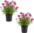 2 Purple Milkweed Live Plants, Colorful Perennial Garden Plants for Outdoor Garden 4-6 Inch Tall by Unknown