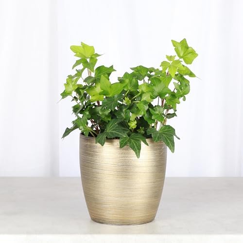 Live Hahn's Green Ivy Plant, Vining Indoor Plant, 4" Pot - Image 2