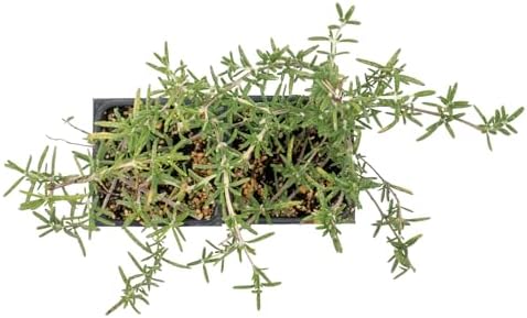 2 Huntington Carpet Rosemary in 3.5" Nursery Cubes - Image 6