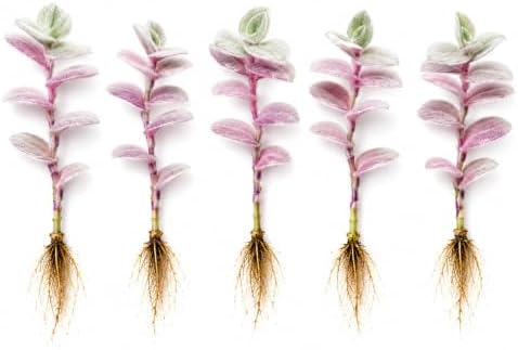 5 Baby Bunny Bellies Tradescantia Live Plant Cuttings, Indoor Plant by CZGrain