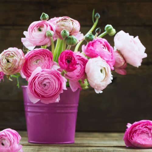 25 Pink Ranunculus Bulbs for Fall Planting, Ranunculus Flower Spring - Image 3