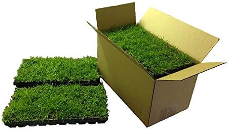 Zoysia Plugs - 100 Full Zoysia Grass Plugs | Mature Roots | Individually Grown by TheLawnFarm