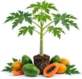 Live Dwarf Papaya Plant Plug, 2 Inch Tall, Compact Fruit Tree, Home Garden by Unknown
