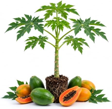 Live Dwarf Papaya Plant Plug, 2 Inch Tall, Compact Fruit Tree, Home Garden by Unknown