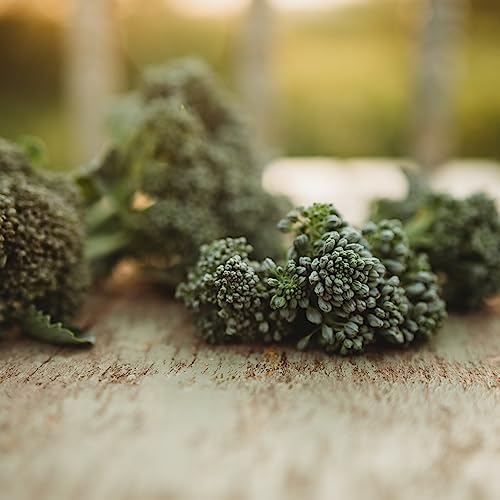 Di Cicco Broccoli - 100 Heirloom Seeds for Planting, Thresh Seed Co. - Image 6