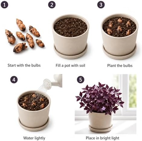 Pack of 24 Purple Shamrocks Bulbs, Oxalis Bulbs for Planting, Oxalis Triangularis Bulbs Good Luck Flower Bulbs - Image 7