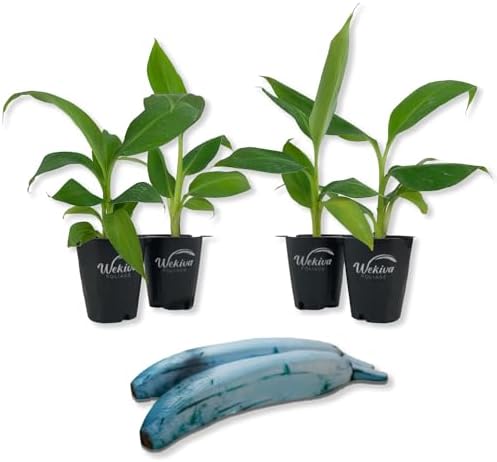 Ice Cream Banana Tree - 4 Live Starter Plants - Musa Acuminata Balbisiana - Edible Fruit Bearing Tree for The Patio and Garden by WekivaFoliage
