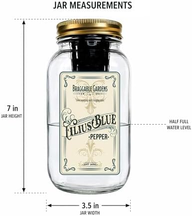 Filius Blue Pepper Indoor Garden Kit – Mason Jar Hydroponic Pepper Grow Kit – Windowsill Countertop Ornamental Pepper Plant – Grow Peppers Indoors - Image 4