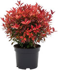 5 Dwarf Red Burning Bushes Live Plants, Hardy Shrub, 4-6 Inch Tall by GardenNurserySince1996