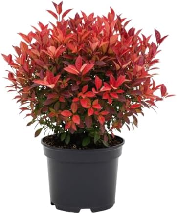 5 Dwarf Red Burning Bushes Live Plants, Hardy Shrub, 4-6 Inch Tall by GardenNurserySince1996