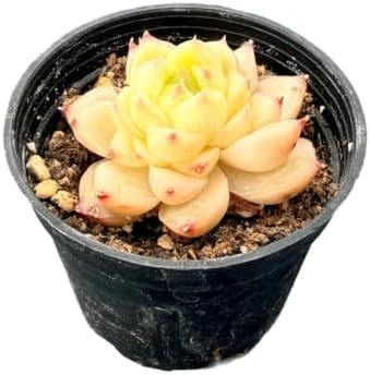2" Live Succulent Echeveria 'Peachy Cheeks', Easy Care by FleshyFlora