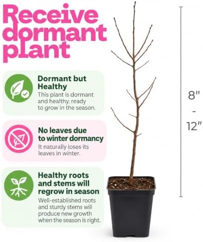 Buttonbush Live Plant, Native Buttonbush 12-18 Inch Tall in 4" Pot - Image 3