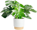 Costa Farms Monstera, Live Indoor Plant, Tropical Plant, Home Decor by Unknown